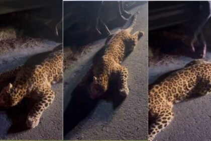 Leopard dies in road accident on Bundelkhand Expressway