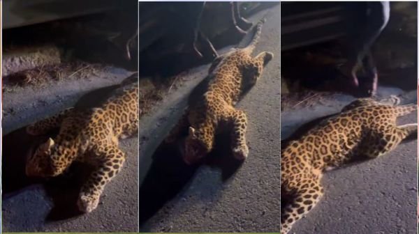 Leopard dies in road accident on Bundelkhand Expressway