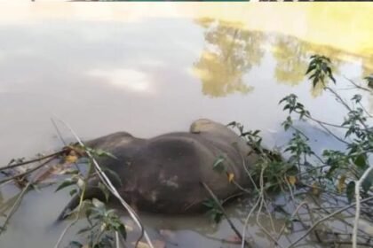 Raigarh: Elephant Savak died after drowning in a pond, Forest department's action continues
