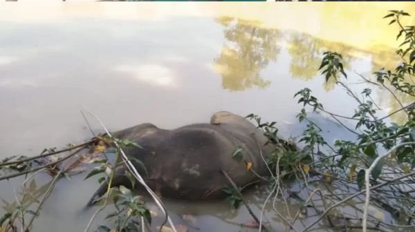 Raigarh: Elephant Savak died after drowning in a pond, Forest department's action continues