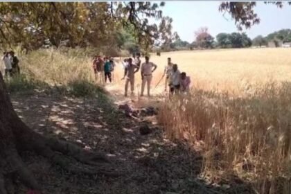 10 feet long crocodile found in a field, caught after five hours of effort