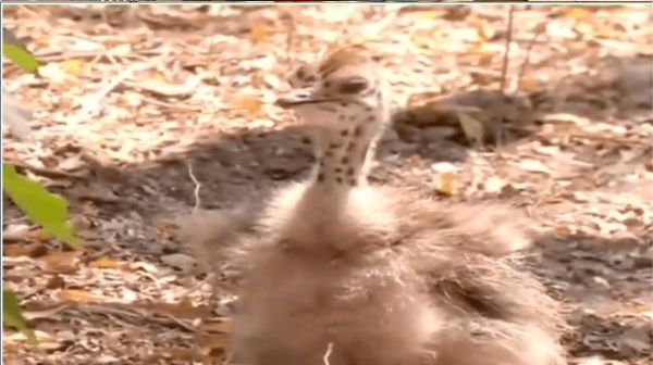 First successful breeding of ostrich in Jaipur zoo