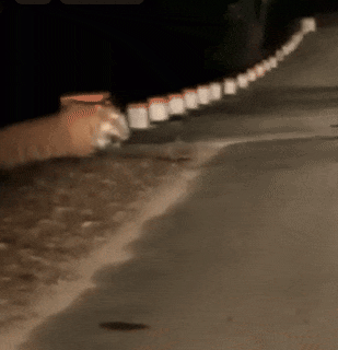 Terror of two tigers in Raisen, entered the cowshed and hunted a cow