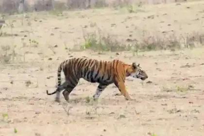 The number of tigers increased in Khivni Sanctuary, 10 tigers were identified