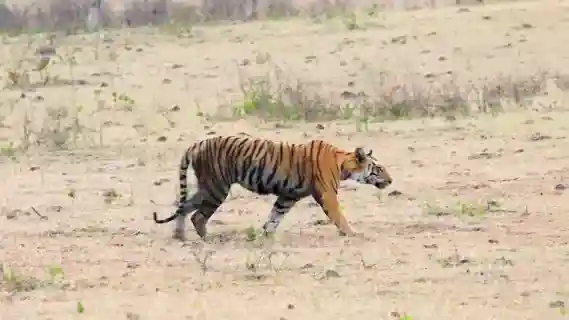 The number of tigers increased in Khivni Sanctuary, 10 tigers were identified