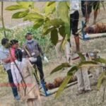 Balaghat: Tiger died due to noose getting stuck in its neck, tiger kept suffering from hunger and thirst