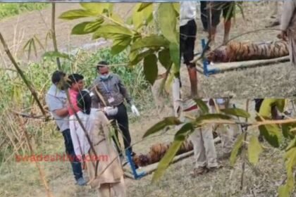 Balaghat: Tiger died due to noose getting stuck in its neck, tiger kept suffering from hunger and thirst