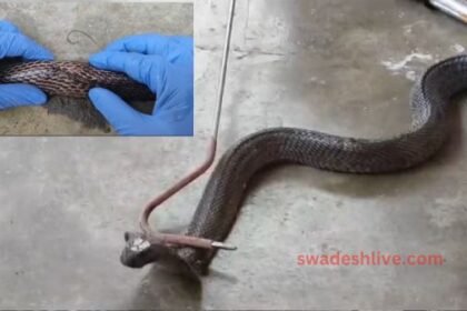 Snake friends gave new life to injured cobra: Got new life after 7 stitches