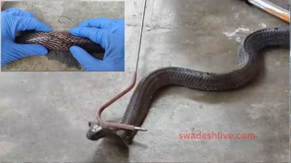 Snake friends gave new life to injured cobra: Got new life after 7 stitches