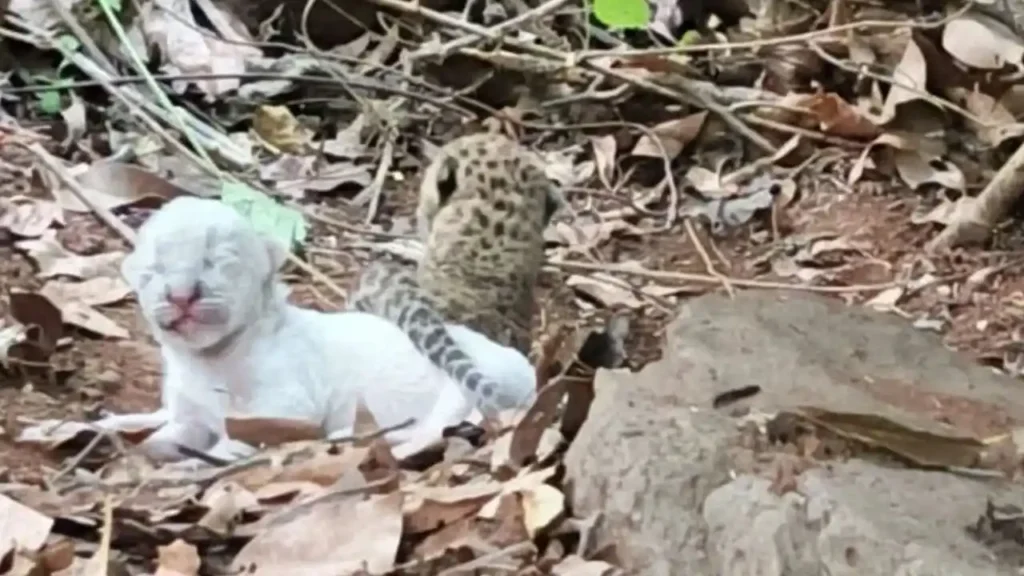 रत्नागिरी के जंगलों में मिला सफेद तेंदुए का बच्चा