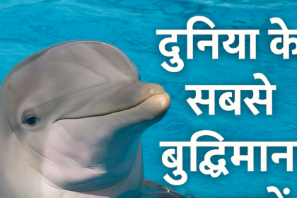 Are Dolphins the Smartest Animals After Humans