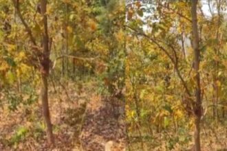 Encounter between police and Maoists in Indravati forests of Bijapur