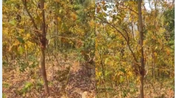 Encounter between police and Maoists in Indravati forests of Bijapur