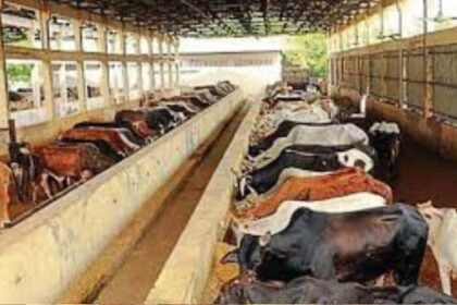 Yogi government is serving more than 16 lakh helpless cows in UP