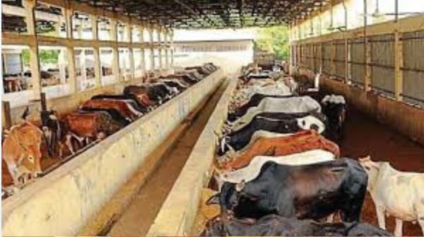 Yogi government is serving more than 16 lakh helpless cows in UP