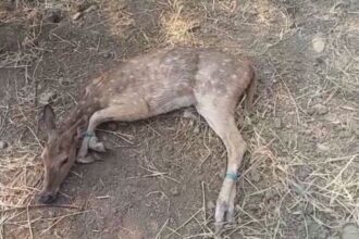 A female deer strayed from the forest in search of water, the villagers handed it over to the forest department