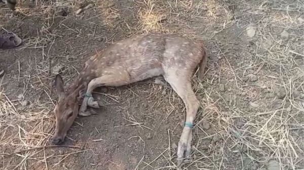 A female deer strayed from the forest in search of water, the villagers handed it over to the forest department