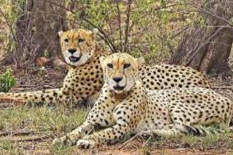 The arrival of five little guests in Kuno is a symbol of the success of the Cheetah Project: Chief Minister Dr. Yadav