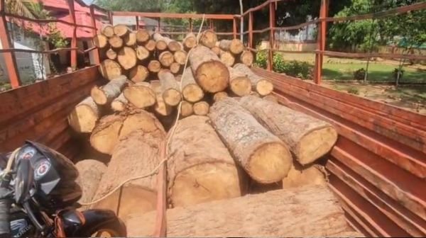 Bhanupratappur: Mazda vehicle caught transporting illegal wood from the forest of Lohattar area