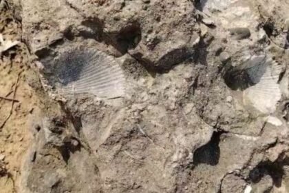 Manendragarh: Marine fossils found on the banks of the Hasdo river