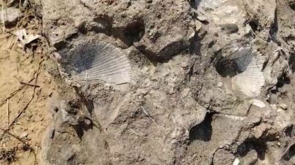 Manendragarh: Marine fossils found on the banks of the Hasdo river