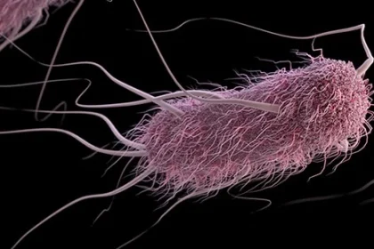 E. coli