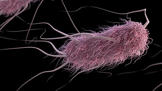 E. coli