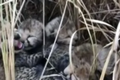 पांच नन्हे पंजे: कूनो में चीतों की नई गाथा