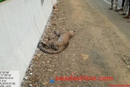 Leopard dies after being hit by an unknown vehicle in Ratapani Tiger Reserve