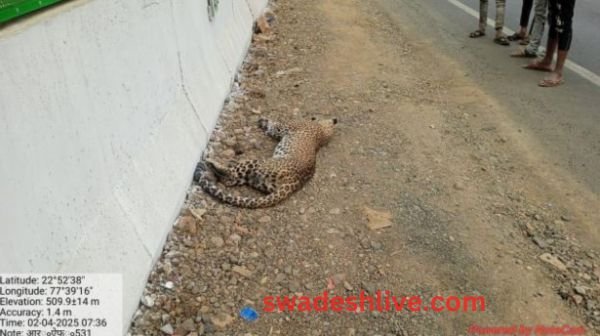 Leopard dies after being hit by an unknown vehicle in Ratapani Tiger Reserve