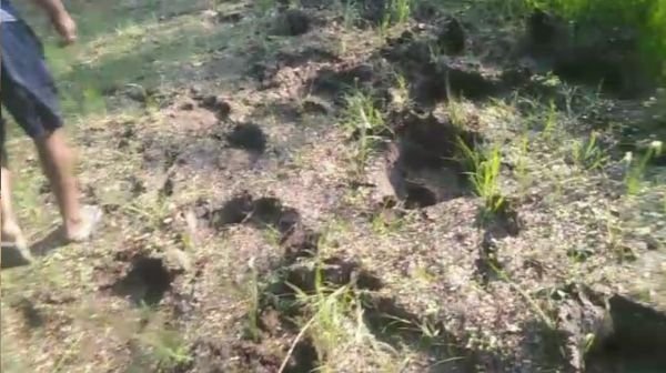 Narharpur: Terror of 3 elephants in Saimunda, Rabi crops in the fields crushed