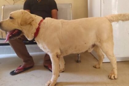 For the first time in Ashoknagar, blood was transfused to a dog, 'Operation successful...'