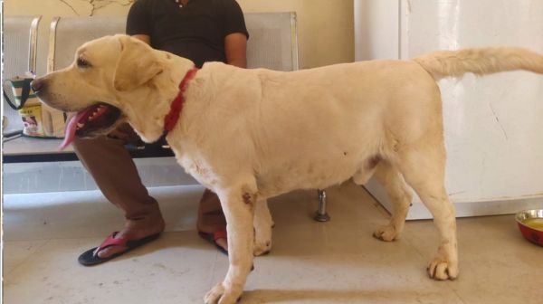 For the first time in Ashoknagar, blood was transfused to a dog, 'Operation successful...'