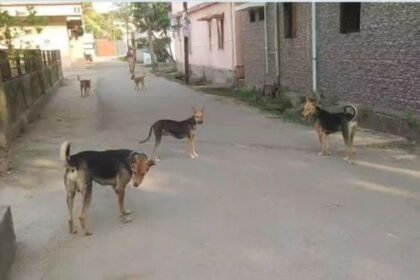 Korba: Municipal Corporation will sterilize stray dogs, tender issued
