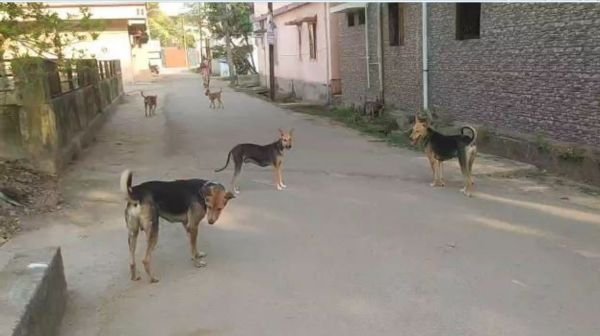 Korba: Municipal Corporation will sterilize stray dogs, tender issued