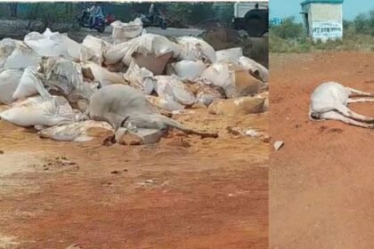 Raipur Breaking: 50 cows died in Urla Industrial Area
