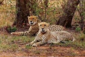 Chief Minister Dr. Yadav will release 2 leopards in Gandhi Sagar Sanctuary