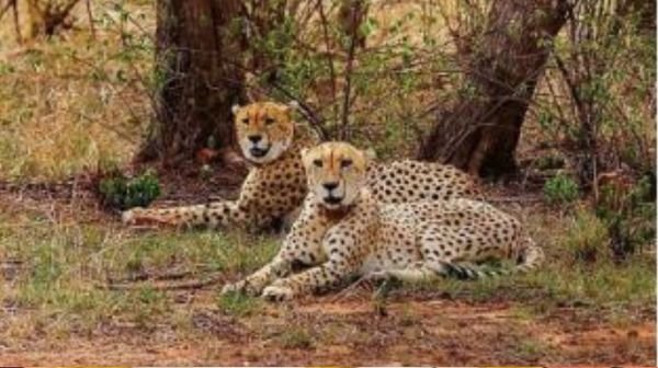 Chief Minister Dr. Yadav will release 2 leopards in Gandhi Sagar Sanctuary