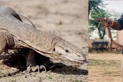 Raigarh: Two minors arrested in case of illegal hunting of monitor lizard