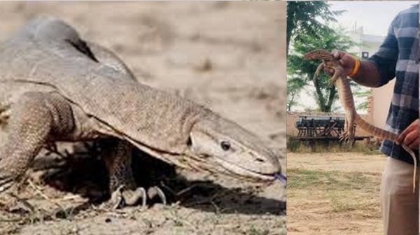 Raigarh: Two minors arrested in case of illegal hunting of monitor lizard