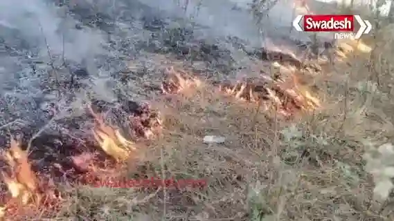 Why Do Almora's Forests Burn Every Year?"