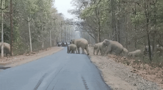 Raigarh: Elephants are destroying crops in the dark of night, farmers are worried