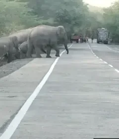 Korba: A herd of 45 elephants on the highway! Traffic halted, forest department on alert