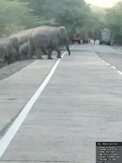 Korba: A herd of 45 elephants on the highway! Traffic halted, forest department on alert