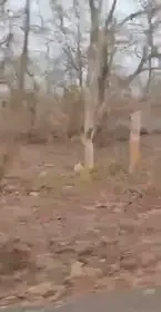 Raisen: Tiger seen again in Barrukhar forest, farmer made a video of it standing on the roadside