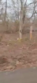Raisen: Tiger seen again in Barrukhar forest, farmer made a video of it standing on the roadside
