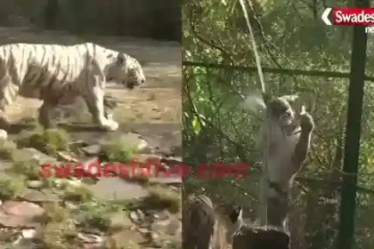 White Tiger Beats the Heat at Nahargarh Biological Park in Jaipur"