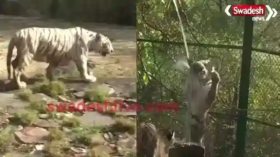 White Tiger Beats the Heat at Nahargarh Biological Park in Jaipur"