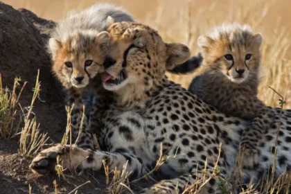 गांधीसागर अभयारण्य तक चीतों 'पावक' और 'प्रभास'