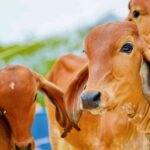 गोवंश के लिए मुफ्त जमीन